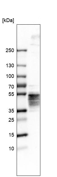 Western blot - Anti-Orai1 antibody (AB244352), expandable thumbnail