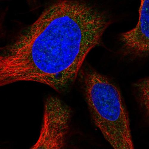 Immunocytochemistry/ Immunofluorescence - Anti-Orai1 antibody (AB244520)