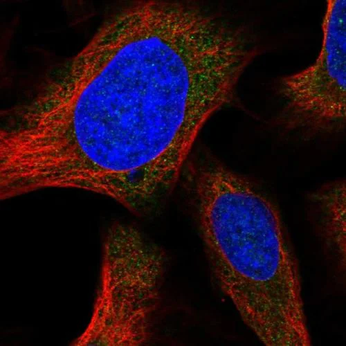 Immunocytochemistry/ Immunofluorescence - Anti-Orai1 antibody (AB244520)