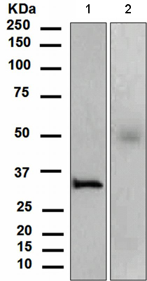 Western blot - Anti-Orai1 antibody [EPR3394(2)] (AB111960)