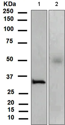 Western blot - Anti-Orai1 antibody [EPR3394(2)] - BSA and Azide free (AB226081)