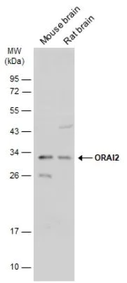 Western blot - Anti-Orai2 antibody (AB155216)