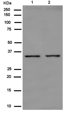 Western blot - Anti-Orai2 antibody [EPR10043(2)] - C-terminal (AB180146)