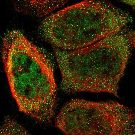 Immunocytochemistry/ Immunofluorescence - Anti-Orai3 antibody (AB224095)