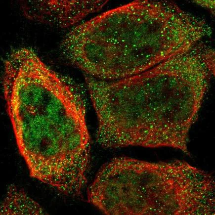 Immunocytochemistry/ Immunofluorescence - Anti-Orai3 antibody (AB224095)