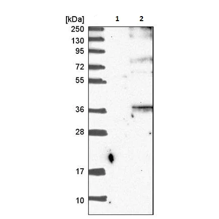 Western blot - Anti-Orai3 antibody (AB224095)