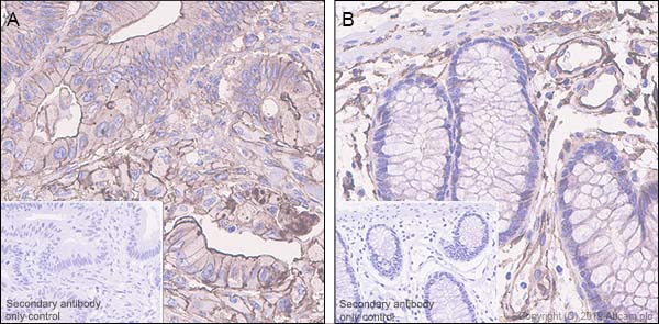 Immunohistochemistry (Formalin/PFA-fixed paraffin-embedded sections) - Anti-Orai3 antibody [EPR22575-17] (AB254260)