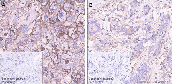 Immunohistochemistry (Formalin/PFA-fixed paraffin-embedded sections) - Anti-Orai3 antibody [EPR22575-17] - BSA and Azide free (AB255336)