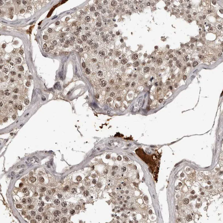 Immunohistochemistry (Formalin/PFA-fixed paraffin-embedded sections) - Anti-ORC1 antibody (AB251776)