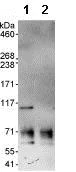 Immunoprecipitation - Anti-ORC1 antibody (AB85830)