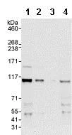 Western blot - Anti-ORC1 antibody (AB85830)