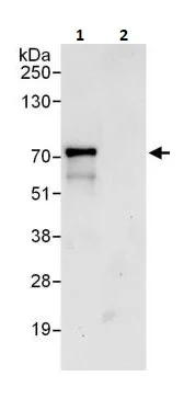 Immunoprecipitation - Anti-ORC2 antibody (AB264304)