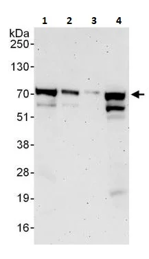Western blot - Anti-ORC2 antibody (AB264304)