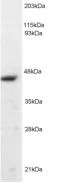 Western blot - Anti-ORC4L antibody (AB9641)