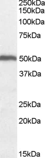 Western blot - Anti-ORC4L antibody (AB9641)