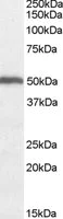 Western blot - Anti-ORC4L antibody (AB9641)