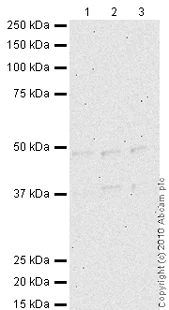 Western blot - Anti-ORC4L antibody (AB9641)