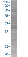 SDS-PAGE - ORC4L overexpression 293T lysate (whole cell) (AB94143)