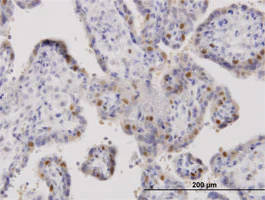 Immunohistochemistry (Formalin/PFA-fixed paraffin-embedded sections) - Anti-ORC6L antibody (AB88686)