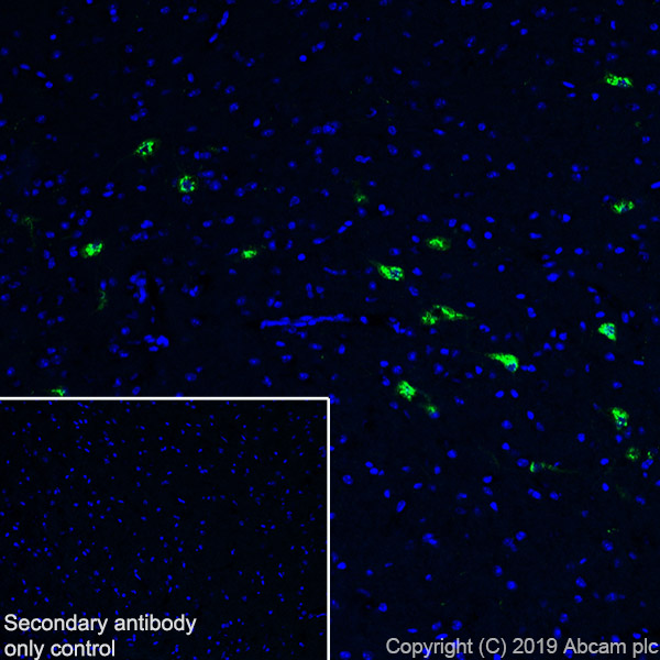 Immunohistochemistry (Frozen sections) - Anti-Orexin A antibody [EPR22803-259] (AB255294)