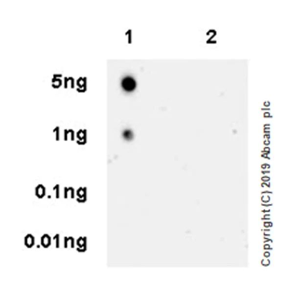Dot Blot - Anti-Orexin A antibody [EPR22803-259] - BSA and Azide free (AB256507)