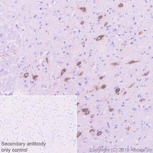 Immunohistochemistry (Formalin/PFA-fixed paraffin-embedded sections) - Anti-Orexin A antibody [EPR22803-259] - BSA and Azide free (AB256507)