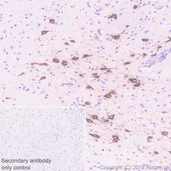 Immunohistochemistry (Formalin/PFA-fixed paraffin-embedded sections) - Anti-Orexin A antibody [EPR22803-259] - BSA and Azide free (AB256507)