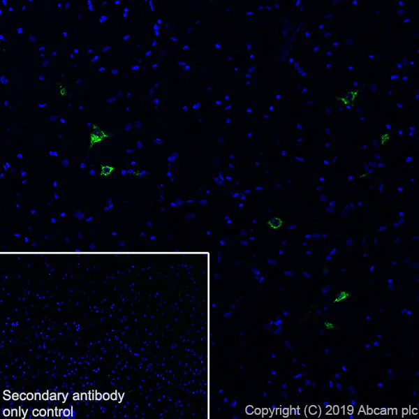 Immunohistochemistry (Frozen sections) - Anti-Orexin A antibody [EPR22803-259] - BSA and Azide free (AB256507)