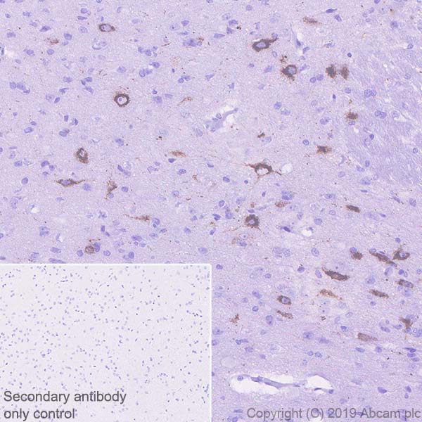 Immunohistochemistry (Formalin/PFA-fixed paraffin-embedded sections) - Anti-Orexin B antibody [EPR22803-18] (AB255293)