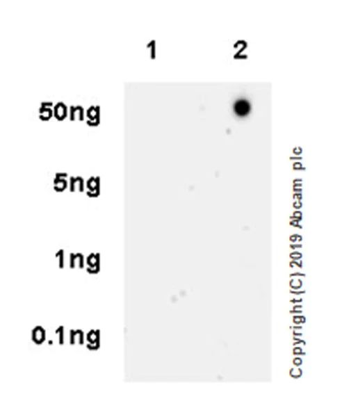 Dot Blot - Anti-Orexin B antibody [EPR22803-18] - BSA and Azide free (AB256513)
