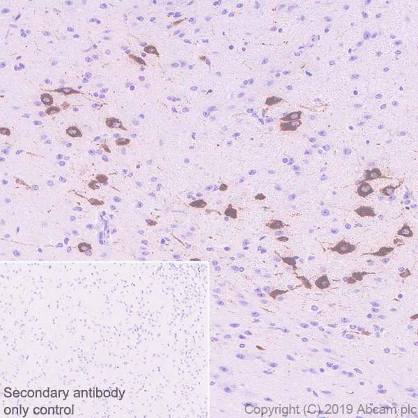 Immunohistochemistry (Formalin/PFA-fixed paraffin-embedded sections) - Anti-Orexin B antibody [EPR22803-18] - BSA and Azide free (AB256513)