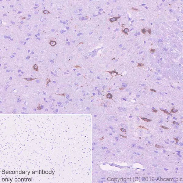 Immunohistochemistry (Formalin/PFA-fixed paraffin-embedded sections) - Anti-Orexin B antibody [EPR22803-18] - BSA and Azide free (AB256513)