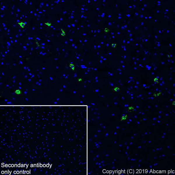 Immunohistochemistry (Frozen sections) - Anti-Orexin B antibody [EPR22803-18] - BSA and Azide free (AB256513)