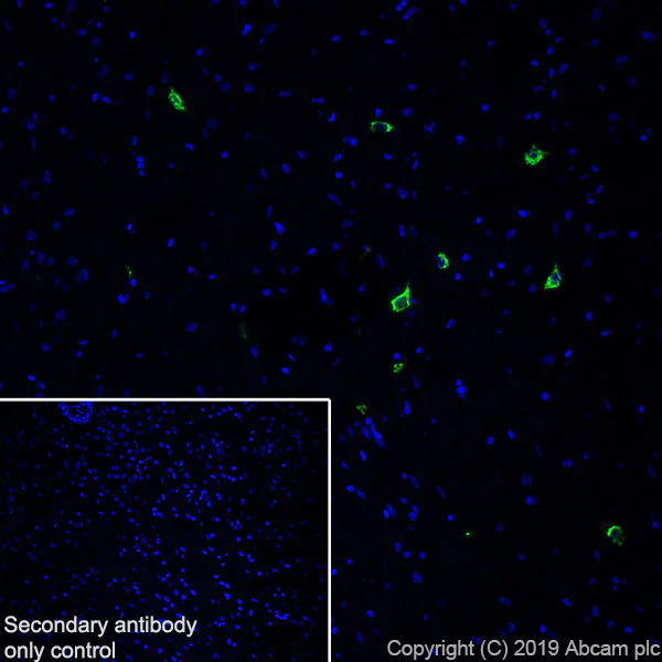 Immunohistochemistry (Frozen sections) - Anti-Orexin B antibody [EPR22803-18] - BSA and Azide free (AB256513)
