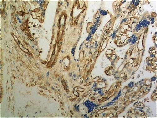 Immunohistochemistry (Formalin/PFA-fixed paraffin-embedded sections) - Anti-Orexin B antibody [MM0501-5G21] (AB89888)