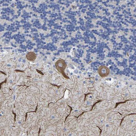 Immunohistochemistry (Formalin/PFA-fixed paraffin-embedded sections) - Anti-Orexin Receptor 1/Ox-1-R antibody - N-terminal (AB224368)