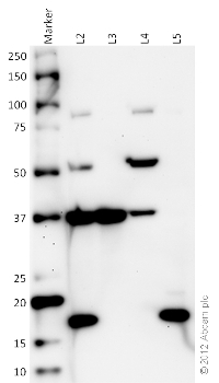 Western blot - Organelle Detection Western Blot Cocktail (AB133989), expandable thumbnail