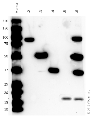 Western blot - Organelle Detection Western Blot Cocktail (AB133989), expandable thumbnail
