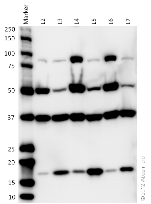 Western blot - Organelle Detection Western Blot Cocktail (AB133989), expandable thumbnail