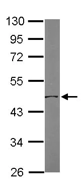 Western blot - Anti-ornithine aminotransferase antibody (AB137679)