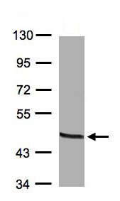 Western blot - Anti-ornithine aminotransferase antibody (AB137679), expandable thumbnail