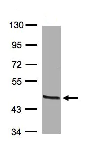 Western blot - Anti-ornithine aminotransferase antibody (AB137679)