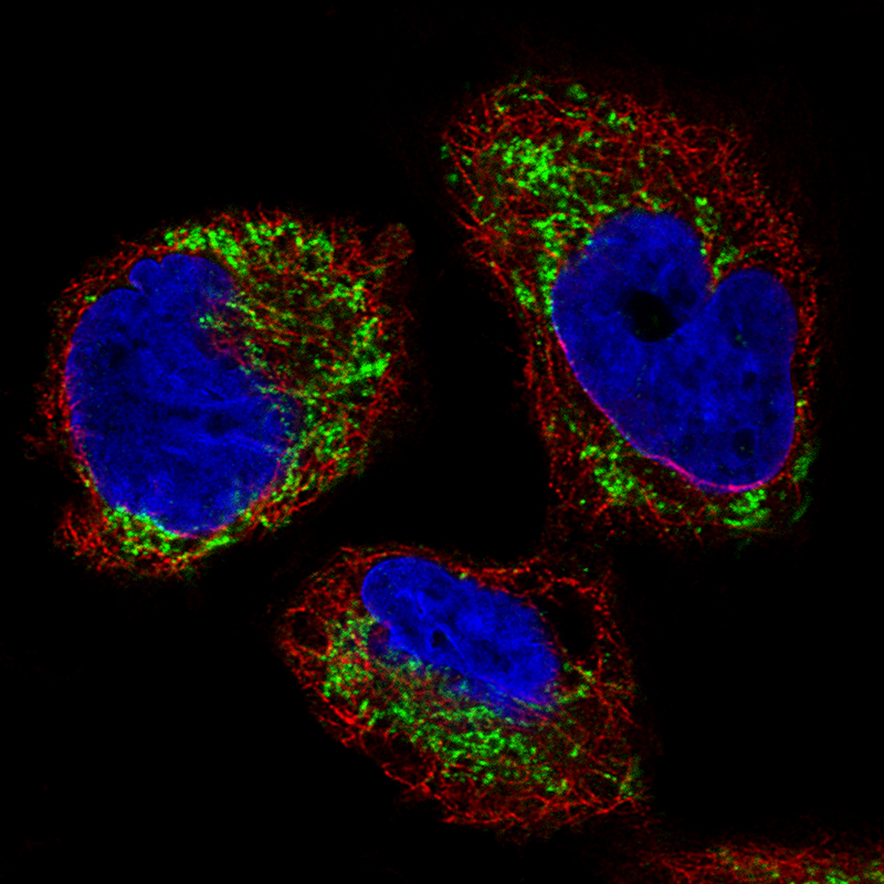 Immunocytochemistry/ Immunofluorescence - Anti-Ornithine Carbamoyltransferase/OTC antibody [CL4045] (AB262864), expandable thumbnail