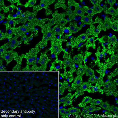 Immunohistochemistry (Frozen sections) - Anti-Ornithine Carbamoyltransferase/OTC antibody [EPR19725] (AB203859)