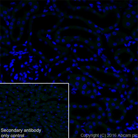 Immunohistochemistry (Frozen sections) - Anti-Ornithine Carbamoyltransferase/OTC antibody [EPR19725] (ab203859), expandable thumbnail