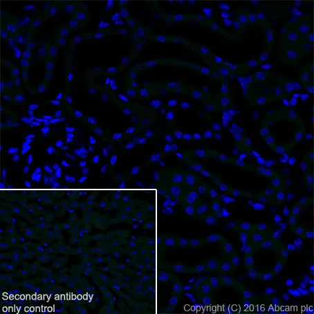 Immunohistochemistry (Frozen sections) - Anti-Ornithine Carbamoyltransferase/OTC antibody [EPR19725] (AB203859)