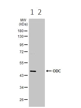 Western blot - Anti-Ornithine Decarboxylase/ODC antibody (AB97395)