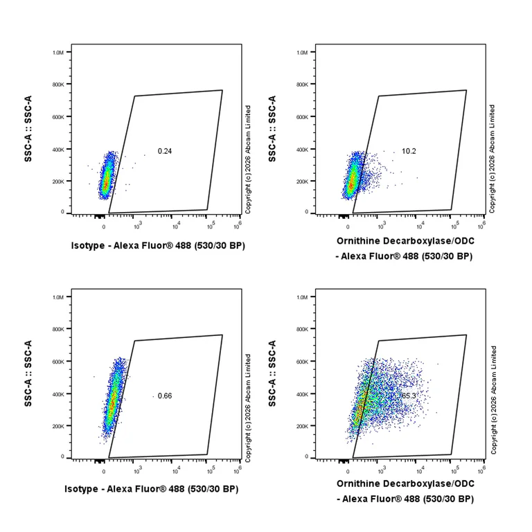 Flow Cytometry (Intracellular) - Anti-Ornithine Decarboxylase/ODC antibody [EPR29794-513] (AB324979)