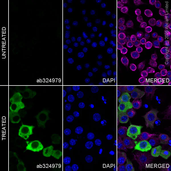 Immunocytochemistry/ Immunofluorescence - Anti-Ornithine Decarboxylase/ODC antibody [EPR29794-513] (AB324979)