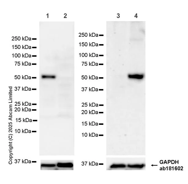 Western blot - Anti-Ornithine Decarboxylase/ODC antibody [EPR29794-513] (AB324979)